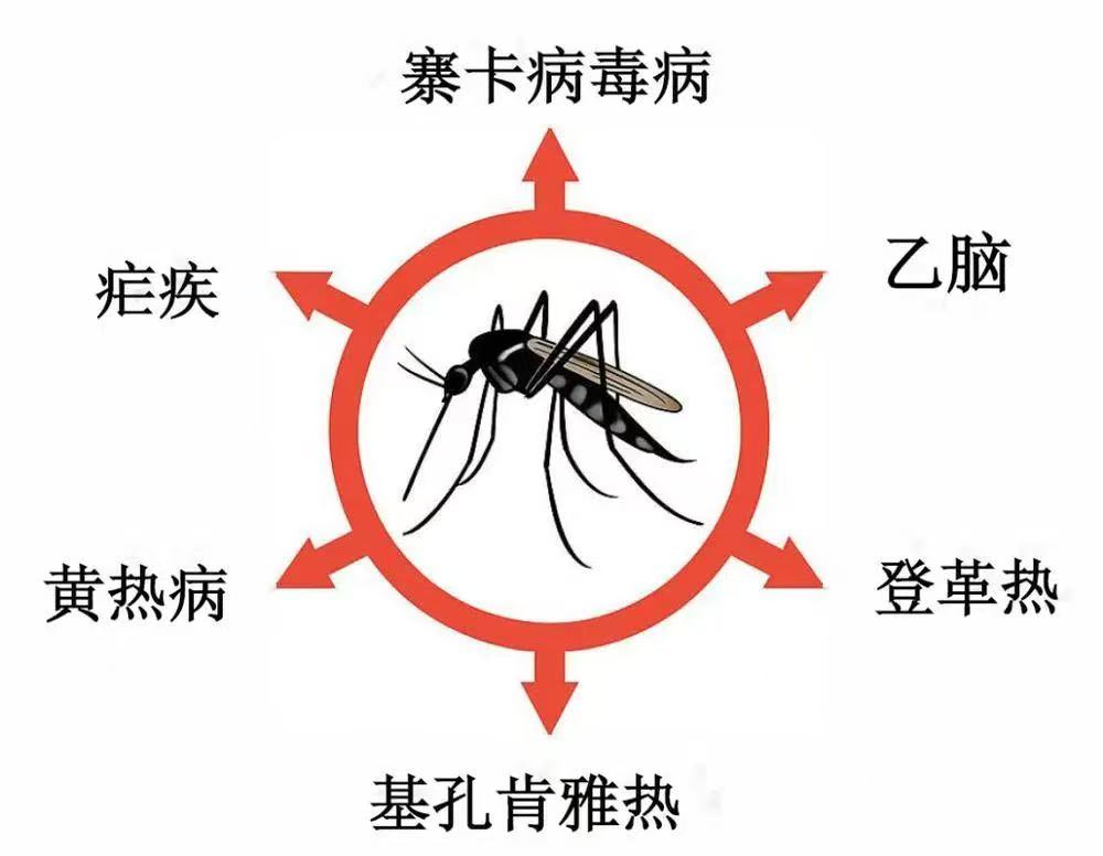 【健康宣教】“登革热”VS“基孔肯雅热”：症状对比、传播途径及预防措施